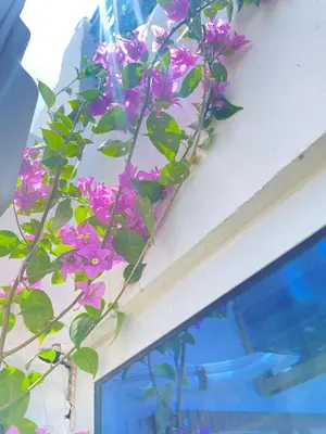 a bunch of purple flowers on a window sill at Quarto Nº7 FAMILIA VEIGA - Central Praia in Praia