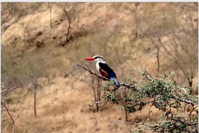 a bird perched on top of a tree branch at Casita Solemar direkt am Atlantik in Vila do Maio