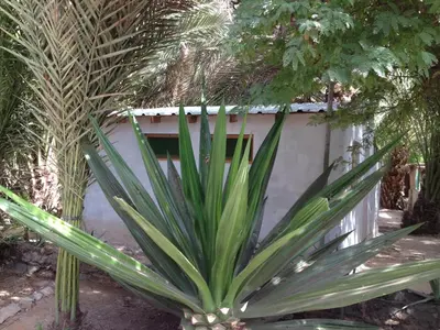 a large green plant in front of a building at Villa Morabeza Guest House in Mindelo