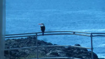 a bird sitting on top of a railing near the ocean at Villa Halcyon cabo verde close to the beach in Cidade Velha