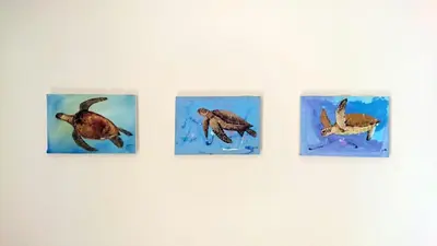 a group of four pictures of turtles on a wall at Residence Estrela do Mar in Sal Rei