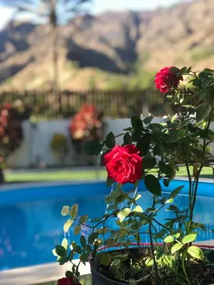 a plant with red roses in a pot at Finca Pedra Molar in Órgãos