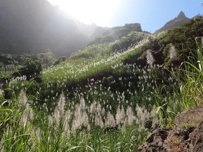 a field of white flowers on a mountain at Vila Babosa in Porto Novo