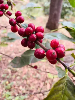 a bunch of red berries on a tree branch at Casa Adriano & Filomena Montrond in Portela