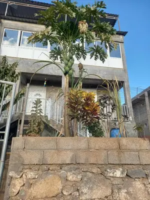 a tree on top of a stone wall in front of a building at Casa Graciosa in Tarrafal