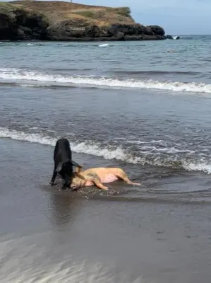 a dog playing in the water on the beach at Modern Apartment in Praia Baixo - 1 min Walking to Beach in Praia Baixo