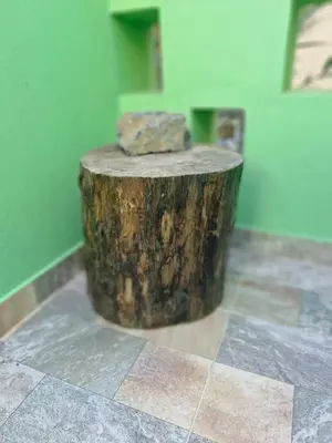a tree stump with a rock on top of it at Casa Medina in Fajãzinha