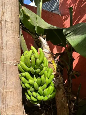 a bunch of green bananas hanging from a tree at Residência Águia in Praia