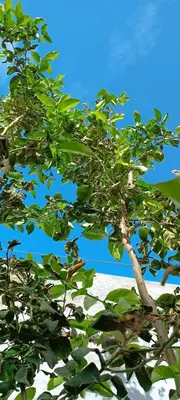 a tree with green leaves in front of a blue sky at Residência Águia in Praia