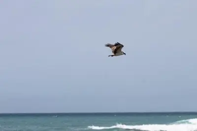 a bird flying in the air over the ocean at Ideal Location in Sal Rei