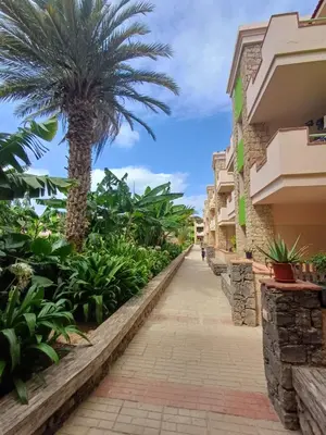 a palm tree on a sidewalk next to a building at Casa Verde in Santa Maria