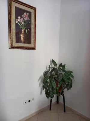 a plant in a vase next to a picture on a wall at Black Diamond - CASA Tia Bia in Ribeira Grande