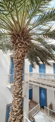a palm tree in front of a building at Chic Surf-Inspired Mezzanine Studio 