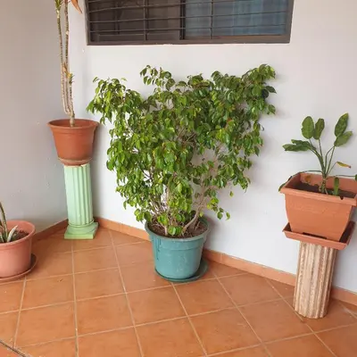 a group of potted plants sitting on a tile floor at Gamboa-1 Praia in Praia