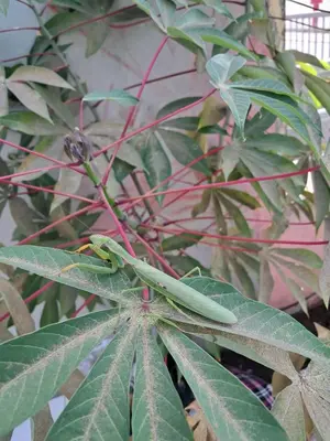 a plant with green leaves and red stems at Casa Tota in Assomada