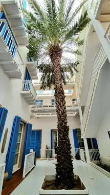 a palm tree in the middle of a building at Surf House Casa Vehla in Sal Rei