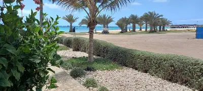 a palm tree on a beach next to a beach at Appartamento t0 n 7 situato complesso turistico porto antico 2 in Santa Maria