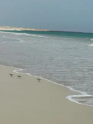twoizards walking on the beach near the water at Un hogar lejos de tu hogar in Sal Rei
