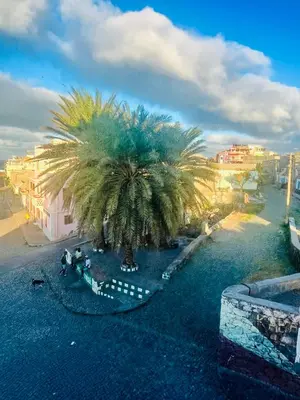 an aerial view of a palm tree in the water at Oásis de retour in Ponta do Sol