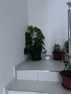 a group of potted plants sitting on the stairs at Oásis de retour in Ponta do Sol