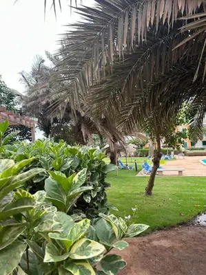 a garden with a palm tree and some plants at Vida boa é no Vila Verde Sal in Santa Maria