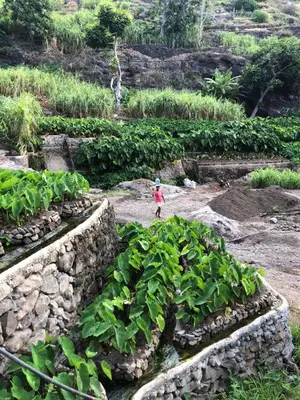 a child walking through a field of crops at Casa Saúde in Seladinha