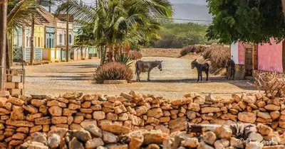 two horses standing next to a stone wall at Pensão Big Game Maio Vila do Maio in Vila do Maio