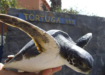 a hand holding a turtle figurine with its tongue at Tortuga B&B in São Filipe