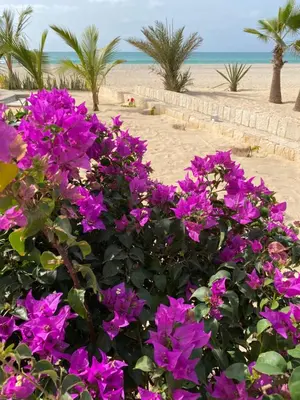 a bush of purple flowers on the beach at Villa Alfredo Marchetti 13B in Cabeçadas