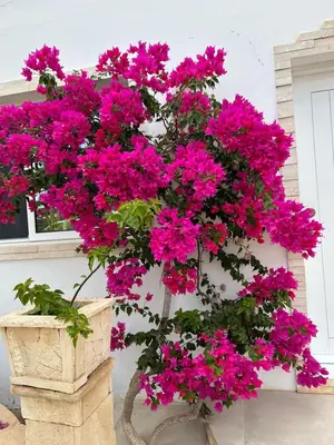 a bunch of pink flowers on a wall at Villa Alfredo Marchetti 13B in Cabeçadas