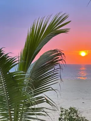 a palm tree on the beach at sunset at Villa Alfredo Marchetti 13B in Cabeçadas