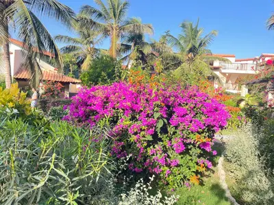 a garden filled with purple flowers and palm trees at Porto Antigo 2 studio 15 beach and pool in Santa Maria
