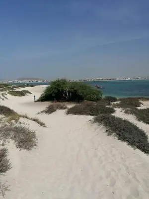 a sandy beach with trees on it next to the water at My Boavista 2 in Sal Rei