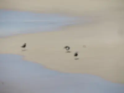 a group of birds sitting on the floor at Hotel Halcyone - Ilha do Maio in Calheta Do Maio
