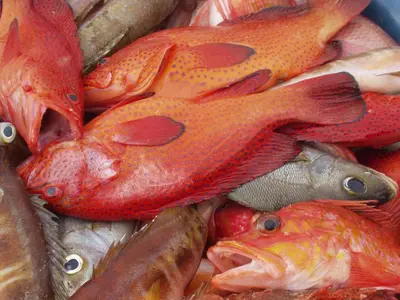 a pile of fish sitting on top of each other at Joli et fonctionnel proche centre et plage in Vila do Maio