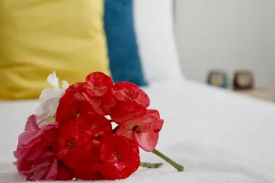 a red flower sitting on top of a table at KANDAKE APARTMENT II Sal Rei Wi-fi in Sal Rei