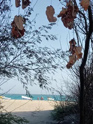 a beach with a tree and the ocean in the background at Holiday Maio in Calheta Do Maio