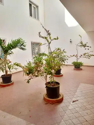 a group of potted plants in a room at Holiferias NoStress Sal Island in Santa Maria