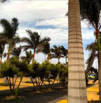 a group of palm trees in a park with a pole at Patys in Santa Maria