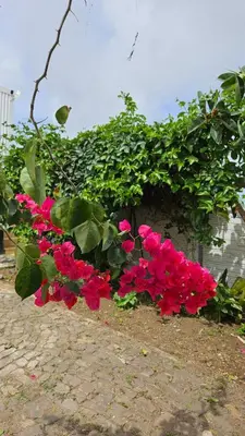 a bunch of pink and red flowers on a bush at Serene Escape in Porto Madeira in Sacramento