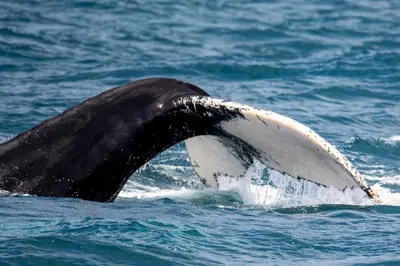 a tail of a dolphin in the water at Beachapartment fully serviced in Sal Rei