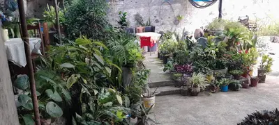a room filled with lots of potted plants at NoS Casa in Montanha