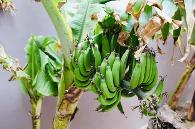 a bunch of green bananas hanging from a tree at La Kaza du Soleil in Tarrafal