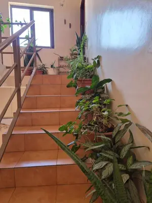 a set of stairs with lots of plants at Casa di Morabeza in Praia