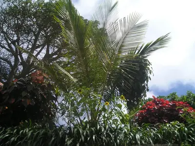 a palm tree in a garden with flowers at Hotel POUSADA Brava in Vila Nova Sintra