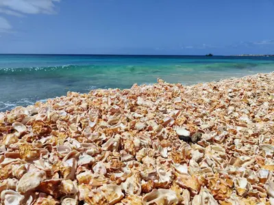 a large group of shells on the beach at Albis Harena - In Sal in Santa Maria