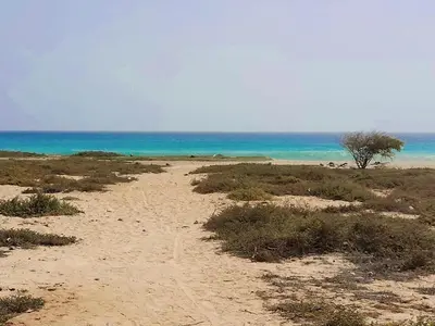 a sandy beach with a tree and the ocean at Casa Guido T3, 3 Bedroom in Santa Maria