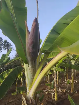 a banana plant with a dark purple flower on it at Quinta Achada Fazenda in São Tiago