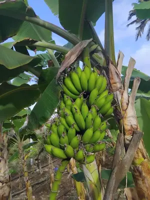 a bunch of green bananas hanging from a banana tree at Quinta Achada Fazenda in São Tiago