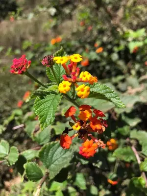 a group of colorful flowers in a garden at Djabraba's Boarding Rooms in Garça